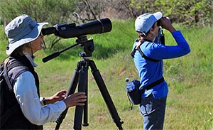 Bird Watching in the Verde Valley