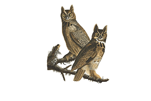 Great Horned Owl viewing in Sedona area