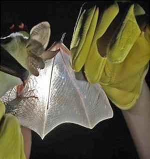 Captured Bat Specimen
