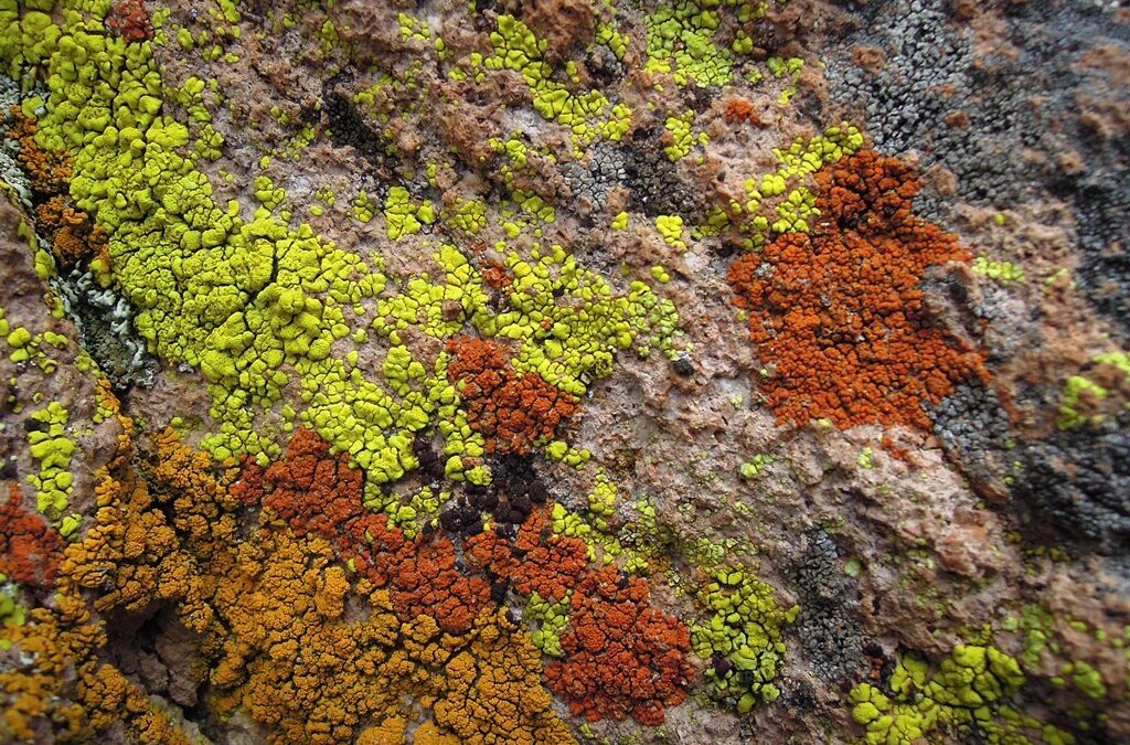 Lichens Abound in Red Rock Country